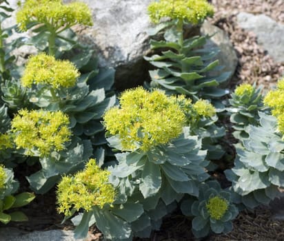 Rhodiola rosea is an important medicinal plant with yellow and pink flowers whose roots are used. Rose root,Rhodiola rosea,is an important medicinal plant with yellow and pink flowers whose roots are used.