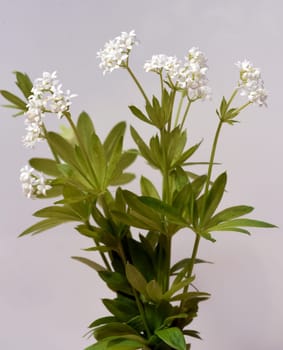 Woodruff,Galium odoratum,is a spice and medicinal plant that grows in the forest. Woodruff,Galium odoratum is a spice and medicinal plant that grows in the forest