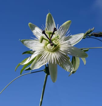 Passionflower,Passiflora,caerulea is a climbing and medicinal plant with beautiful blue flowers. Passion flower,Passiflora,caerulea is a climbing and medicinal plant with beautiful blue flowers.