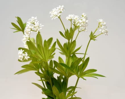 Woodruff,Galium odoratum,is a spice and medicinal plant that grows in the forest. Woodruff,Galium odoratum is a spice and medicinal plant that grows in the forest