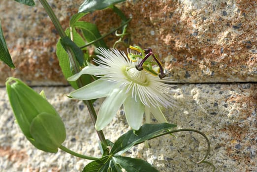 Passionflower,Passiflora,caerulea is a climbing and medicinal plant with beautiful blue flowers. Passion flower,Passiflora,caerulea is a climbing and medicinal plant with beautiful blue flowers.