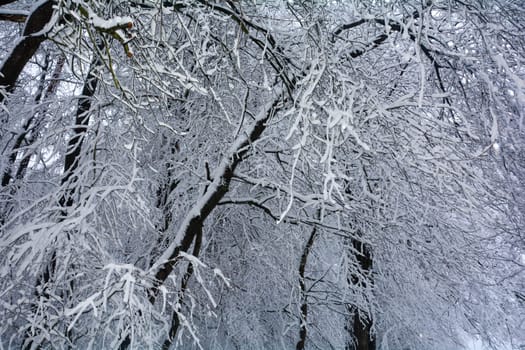 Trees in the forest in winter with a lot of snow