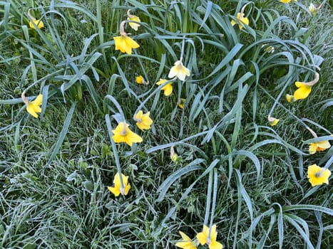 Daffodils are very attractive early bloomers with predominantly yellow flowers. Daffodils are very attractive early bloomers with predominantly yellow flowers.