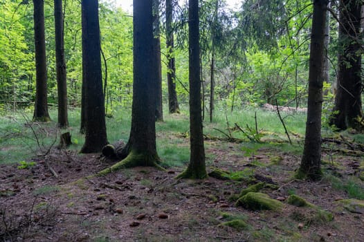 Trees in a forest in Bavaria, Germany