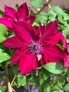 Clematis,Boulevard,clematis hybrid,is a beautiful climbing plant with red flowers. Clematis,Boulevard,Clematis Hybrid,is a beautiful climber with red flowers.