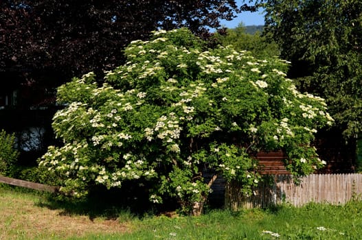 Elderberry,Sambucus,nigra is a wild and medicinal plant with white flowers and black berries. Elder,Sambucus,nigra is a wild and medicinal plant with white flowers and black berries.