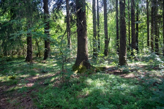 Trees in the forest overgrown with green moss
