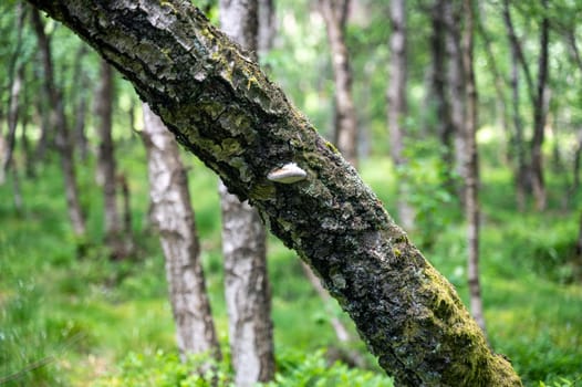Mushroom on a branch in the green forest