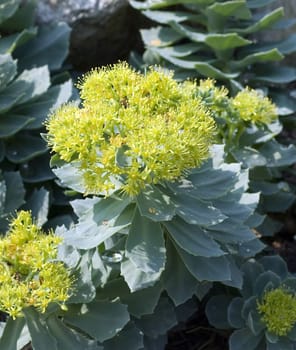 Rhodiola rosea is an important medicinal plant with yellow and pink flowers whose roots are used. Rose root,Rhodiola rosea,is an important medicinal plant with yellow and pink flowers whose roots are used.