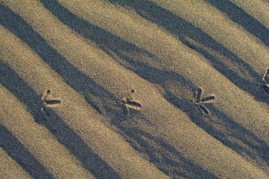 Close-up of ripples in the sand with foorprints of a bird