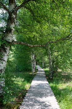 Black moor in the Rhoen, Bavaria, Germany, with a new moor path