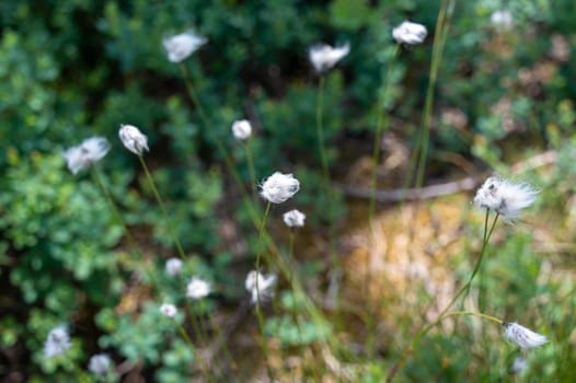 Cotton grasses ( Eriophorum ) in the Black Moor in the Rhoen, Germany