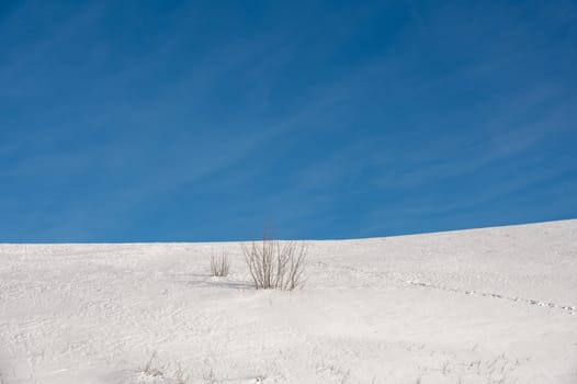 Lots of snow with blue skies and a few plants