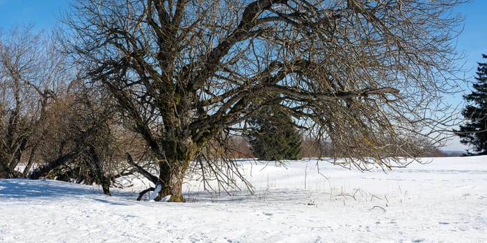 A tree in the snow with blue sky