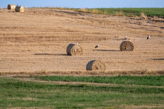 White storks ( Ciconia ciconia ) between hay bales in a harvested field with blue sky