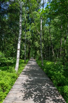 Carpathian birch ( Betula carpatica ) forest with wooden footbridge in the red moor in the high Rhön, Hesse, Germany