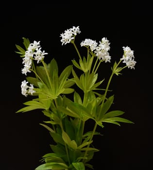 Woodruff,Galium odoratum,is a spice and medicinal plant that grows in the forest. Woodruff,Galium odoratum is a spice and medicinal plant that grows in the forest