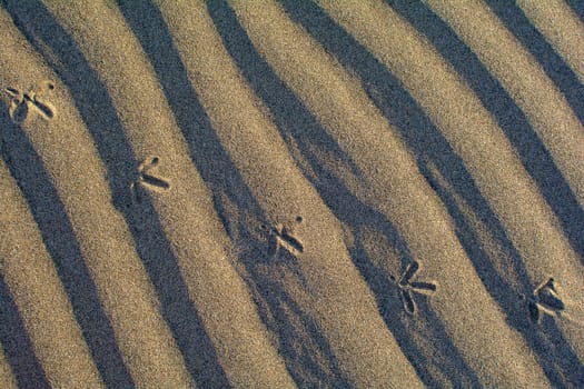 Close-up of ripples in the sand with foorprints of a bird