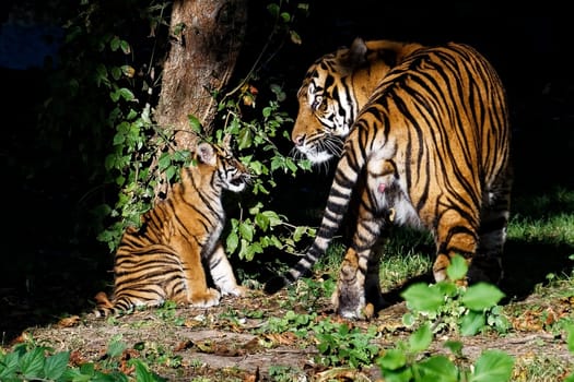 Tiger