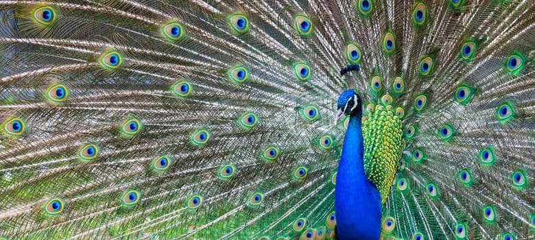 Peacock portrait - Beautiful colourful peackock feather, nobody, isolated.