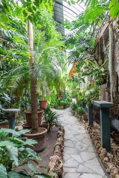 Greenhouse interior with plant and flower cultivation. Green gardening, nobody