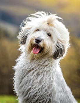 Funny looking sheepdog with pigtails and long hair.