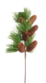 Decorative spruce branch with pine cones on a white isolated background