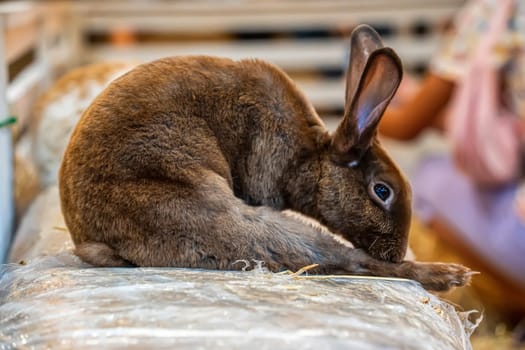 Rabbits are small mammals. Bunny is a colloquial name for a rabbit. It's cute.