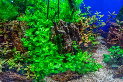 Underwater landscape nature forest style aquarium tank with a variety of aquatic plants, stones and herb decorations.
