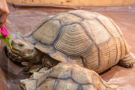 Sulcata tortoise eating vegetables on the wooden floor. It's a popular pet in Thailand.