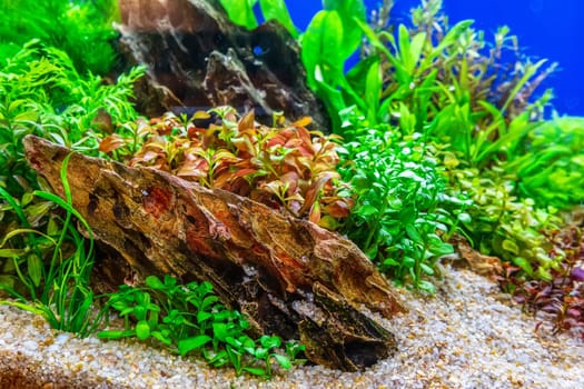 Underwater landscape nature forest style aquarium tank with a variety of aquatic plants, stones and herb decorations.