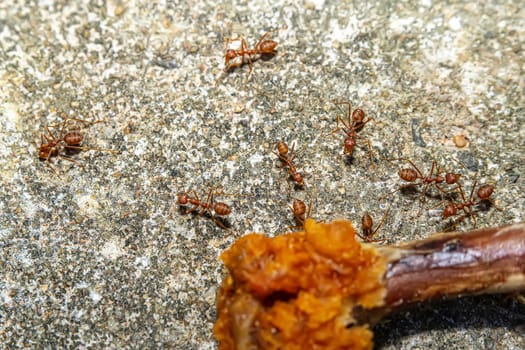 Many red ants are walking around to find food.
