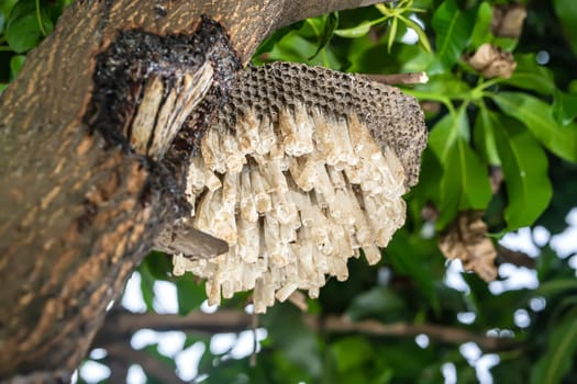 Wasp's nest or hexagonal decorative design on tree.