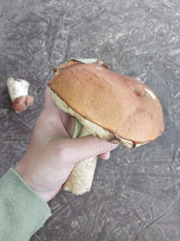 Edible mushrooms for the cooking and cooking