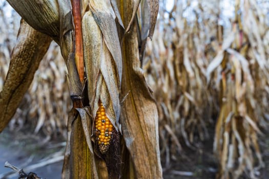 An ear of ripe corn in a cornfield in autumn.