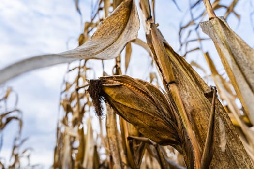 Corn cob on a dry bush in autumn.