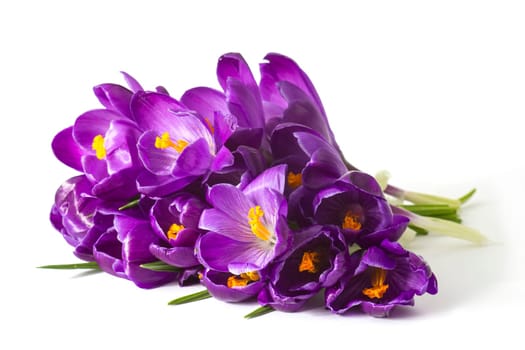 crocus flower on white background - fresh spring flowers