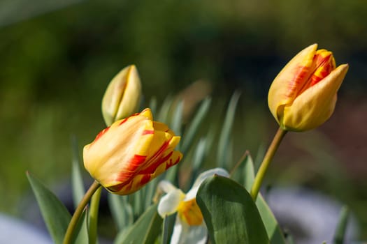 spring flowers in the garden - tulips and narcissus flowers