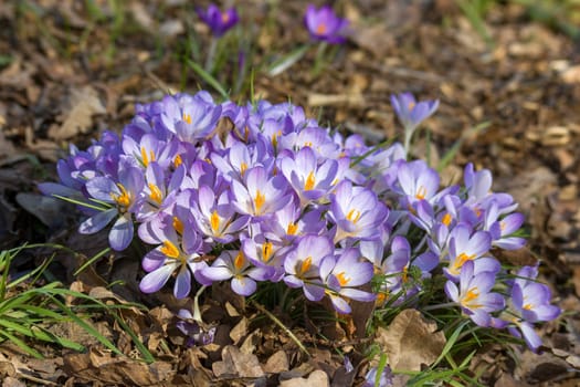 crocus flowers in the garden -  spring flowers