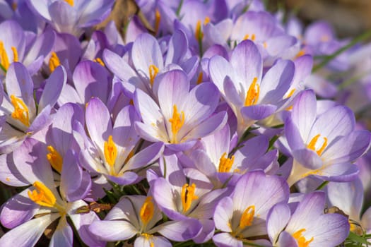 crocus flowers in the garden -  spring flowers