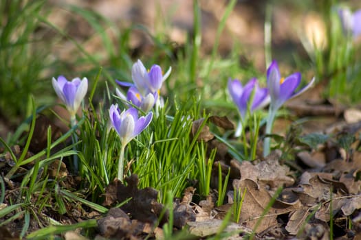 crocus flowers in the garden -  spring flowers - soft focus