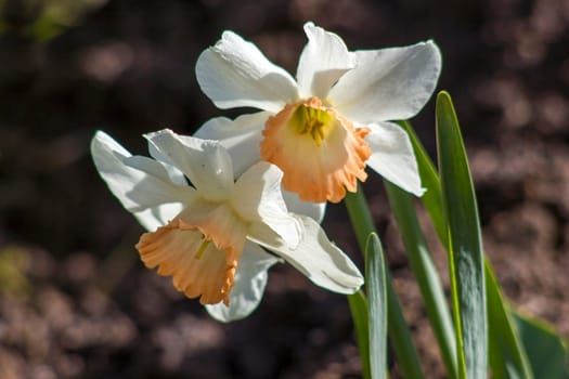 spring flowers in the garden -  narcissus (daffodils) - close up