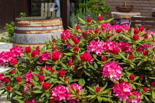 Rustic garden -  blooming pink rhododendron flowers