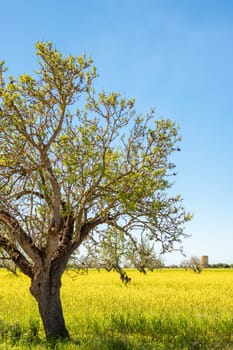 vertical view of an almond tree, in a meadow full of yellow flowers against a blue sky clear of cloudsin mallorca,balearic islands,spain