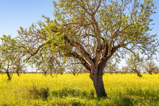 horizontal shot of an almond tree in a meadow full of yellow flowers against a cloudless blue sky in majorca,balearic islands,spain