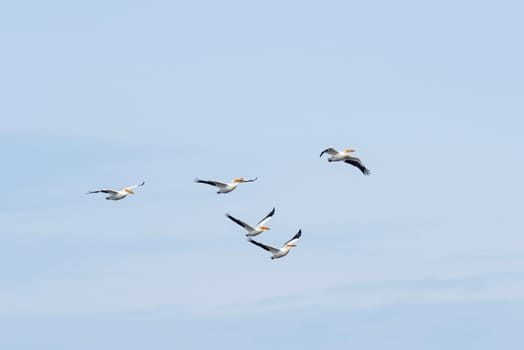 White Pelicans on the Mississippi Flyway Near Clinton, Iowa