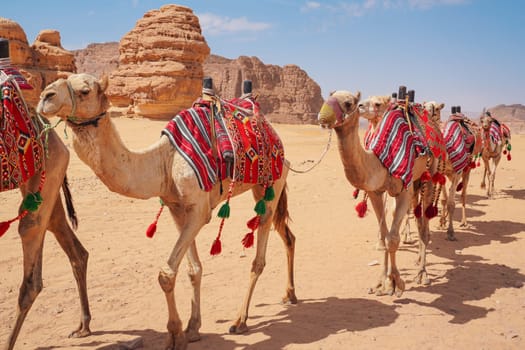 Group of camels, seats ready for tourists, walking in AlUla desert on a bright sunny day, closeup detail.