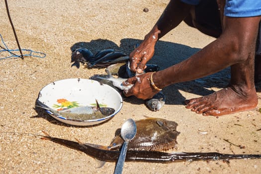 Local Malagasy fisherman cleaning freshly caught fishes on the beach, detail on hands and knife, plate with fresh catch near.