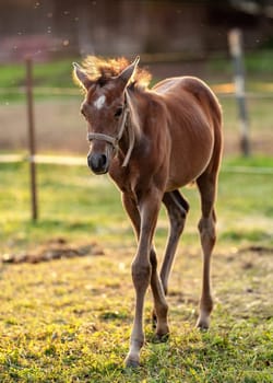 Brown Arabian horse foal walking over green grass field at ranch.