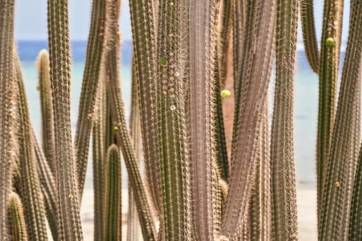 Many tall thin cactus plants growing outdoor, closeup detail.